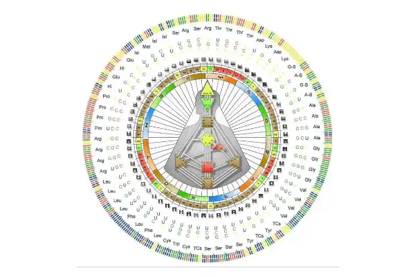 Amino Acids Martin Grassinger Seminar
